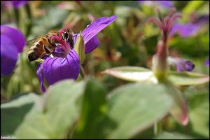 Insekten -8.jpg Insekten -8.jpg