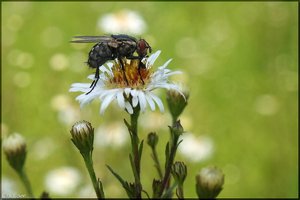 Insekten -10.jpg Insekten -10.jpg