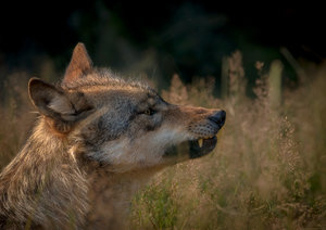 IMG_3778.jpg IMG_3778.jpg