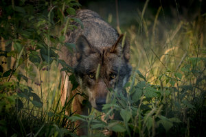 IMG_3794.jpg IMG_3794.jpg