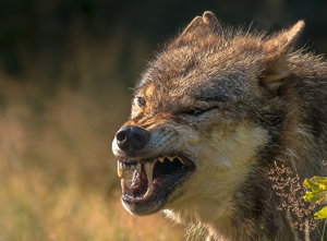 IMG_3662-2.jpg IMG_3662-2.jpg