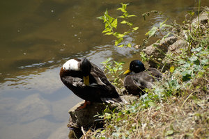Enten-beim-Sonnenbaden.jpg Enten-beim-Sonnenbaden.jpg