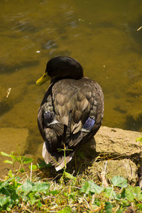 Enterich.jpg Enterich.jpg