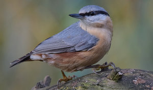 DSC_4468 Kopie Kopie.jpg