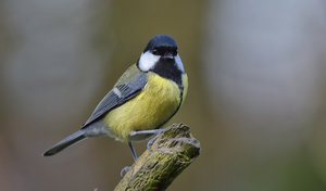 DSC_4468 Kopie Kopie.jpg