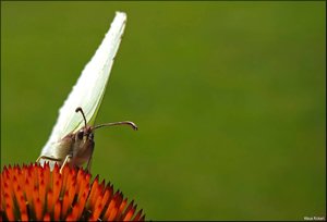 Zitronenfalter -1.jpg Zitronenfalter -1.jpg