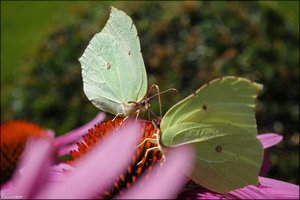 Zitronenfalter -2.jpg