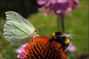 Zitronenfalter -3.jpg Zitronenfalter -3.jpg