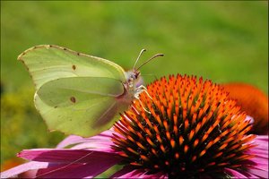 Zitronenfalter -4.jpg