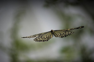 Schmetterling im flug.jpg