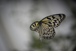 Schmetterling im Flug 2.jpg