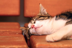 IMG_9272a.jpg IMG_9272a.jpg