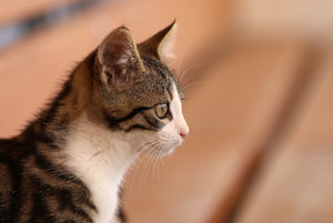 IMG_9280a.jpg IMG_9280a.jpg