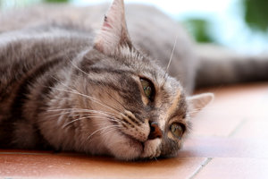 IMG_9587a.jpg IMG_9587a.jpg