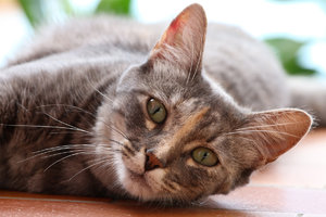 IMG_9590a.jpg IMG_9590a.jpg