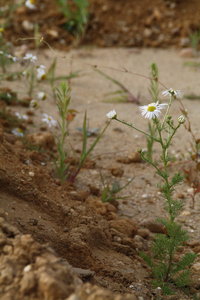 Sonja Tagebau -1.jpg