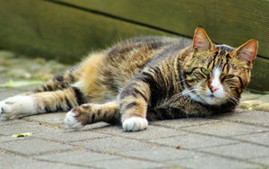 AV Modus bearbeitet.jpg