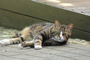 AV Modus Fokus auf Nase.JPG