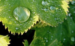 Mehrere Tropfen auf Blatt.JPG