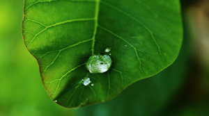Tropfen auf Blatt.JPG