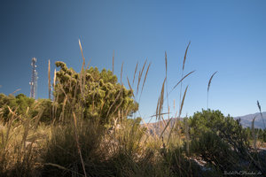 IMG_8198_Netz.jpg IMG_8198_Netz.jpg