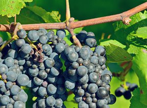 comp_Moselfahrt 2014    299 ä.jpg