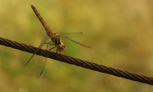 Dragonfly.jpg