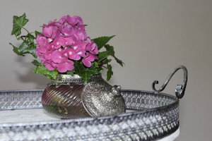 Hortensie hinten.JPG