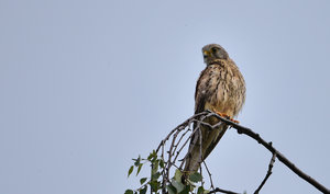 DSC_9202.jpg DSC_9202.jpg