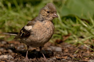 IMG_4252.jpg IMG_4252.jpg