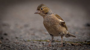 IMG_4450.jpg IMG_4450.jpg