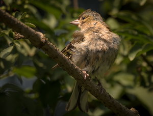 IMG_4342.jpg IMG_4342.jpg