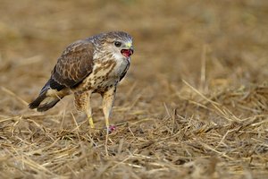 comp_14574-bussard-jung-beute-2.jpg