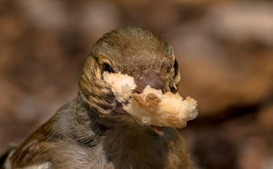 IMG_4258-3.jpg IMG_4258-3.jpg