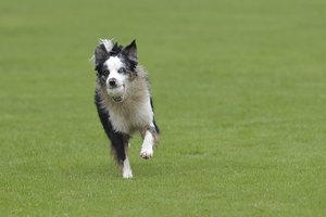 Der Balljunge H.W.Domnik.jpg