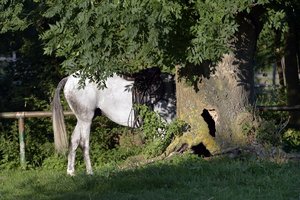 Kühler Kopf, H.W.Domnik.jpg