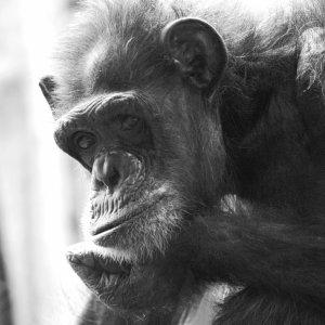 alter schimpanse