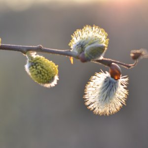 CSC 0162  dat wor nix