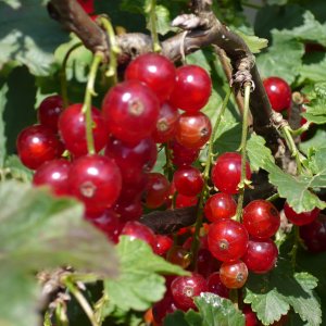 Pflanzen und Johannisbeeren