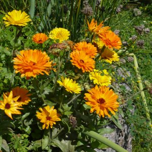 Pflanzen und Johannisbeeren