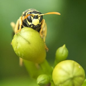 Wespe von Angesicht zu Angesicht