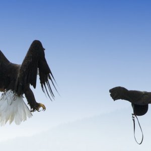 Adler im Landeanflug