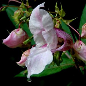 Drüsiges Springkraut