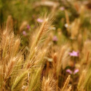 blumen blumen blumen