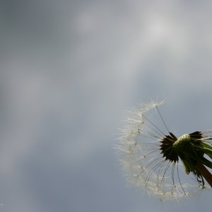 blumen blumen blumen