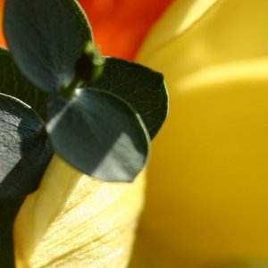 blumen blumen blumen