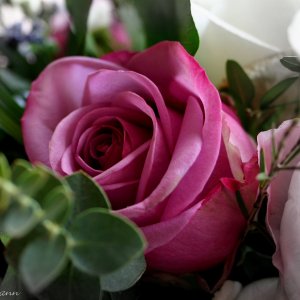 blumen blumen blumen