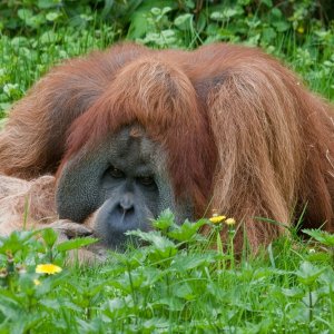 So ein schönes Blümchen