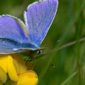 Bläuling