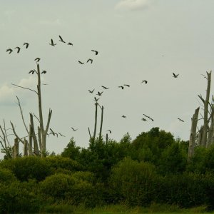 Expedition ins Torfmoor von Nettelstedt